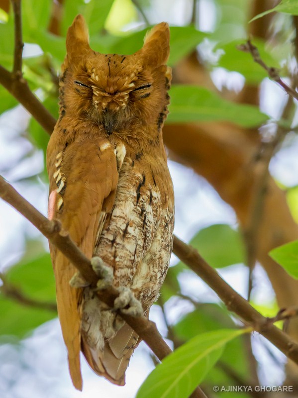 Oriental Scops-owl